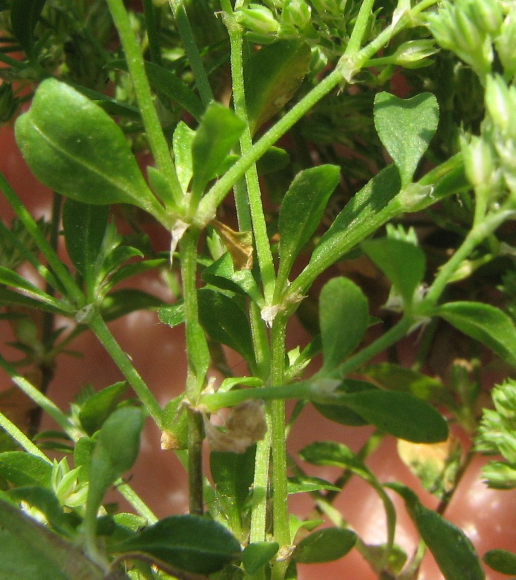 Polycarpon tetraphyllum / Migliarina a quattro foglie